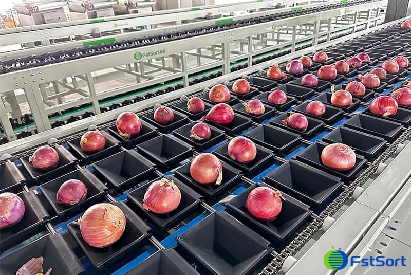 4-lane optical onion sorting machine with 17 outlets.jpg 4-lane optical onion sorting machine with 17 outlets.jpg